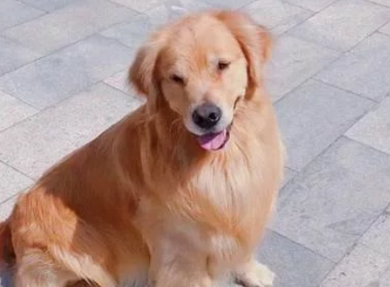 金毛不敢玩滑梯,主人假装晕倒,狗子冲上滑梯救主人