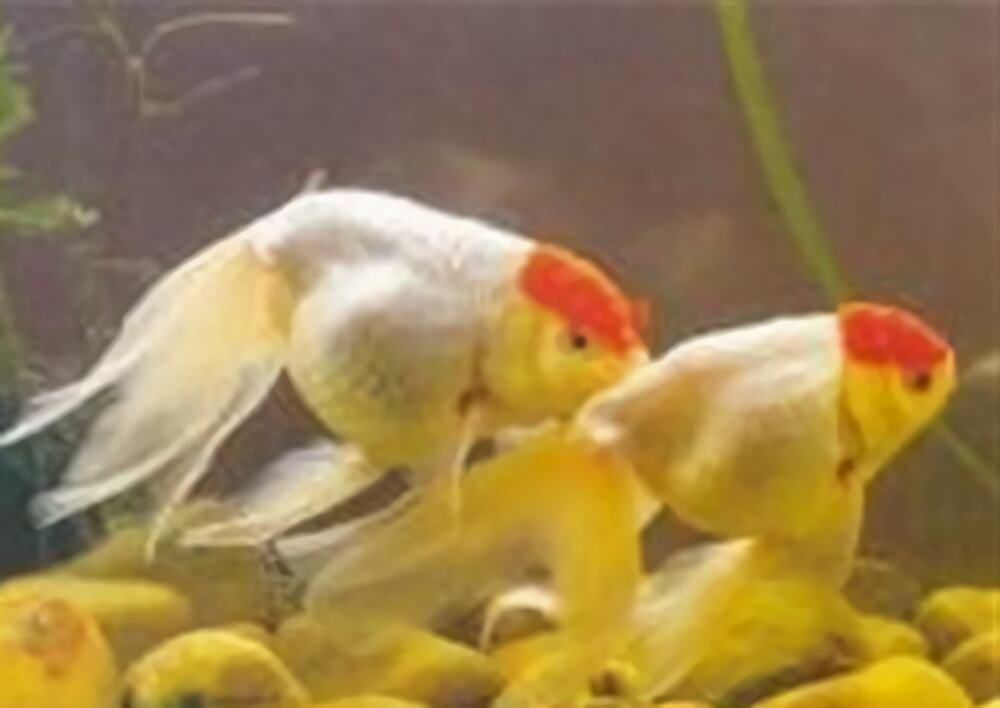 元宝红身份信息