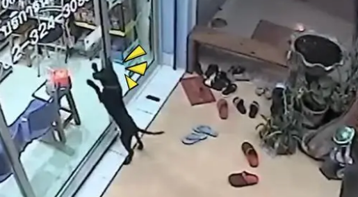 聪明狗狗跑丢后，竟去宠物诊所找主人