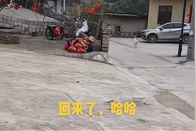 贵州女子给狗打电话,无论多远听见铃声立马回家:比老公靠谱多了