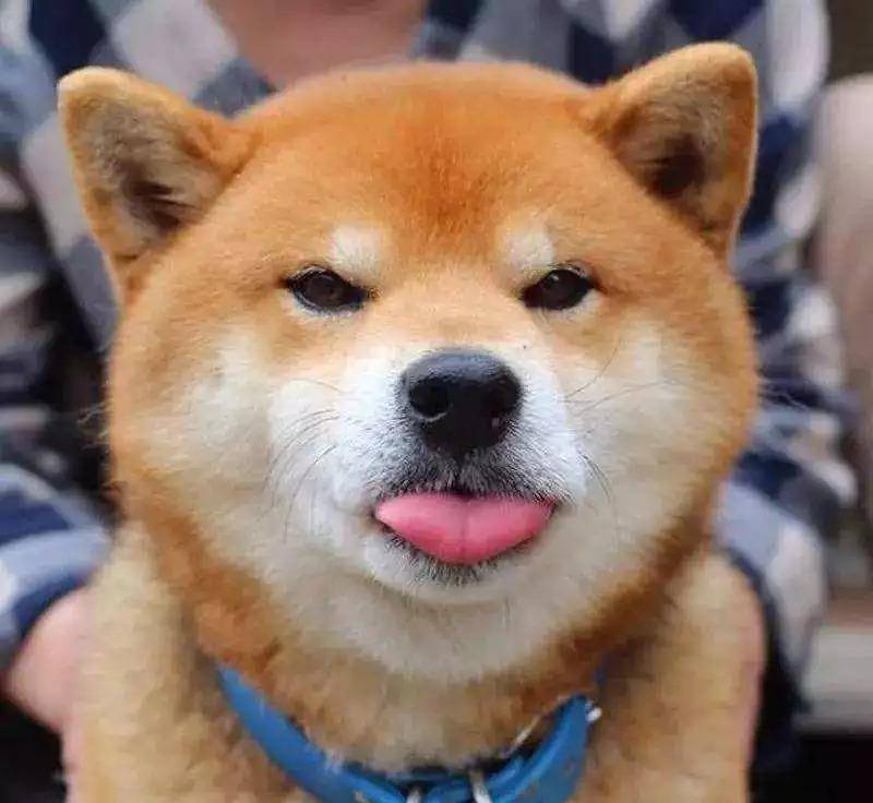 主人生了宝宝,柴犬很吃醋,“霸占”小主人的婴儿床:我也是宝宝