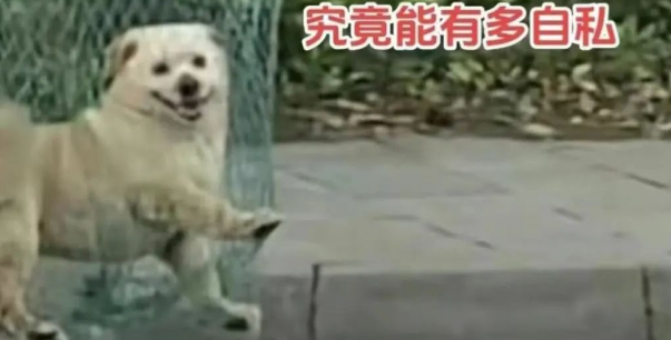 我为流浪狗发声!抵制大规模捕杀流浪狗!