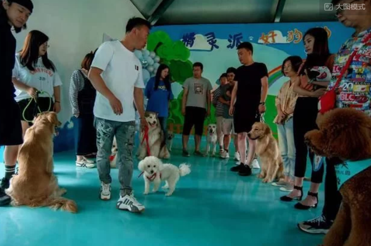 济南诞生首家文明养犬宠物培训学校