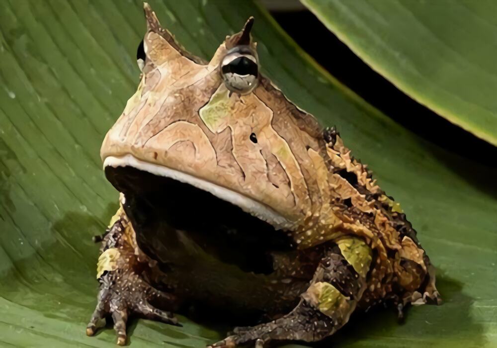 亚马逊角蛙身份信息