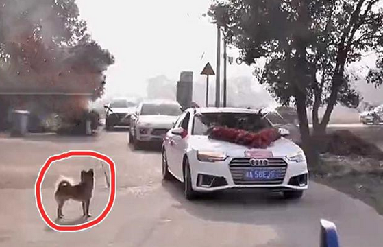 女子嫁人,家狗紧追婚车10多公里送亲