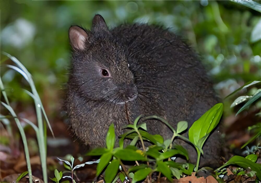 琉球兔身份信息