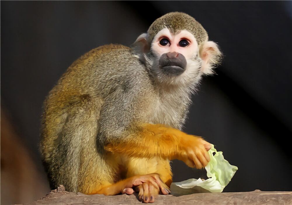 松鼠猴身份信息