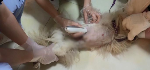 贵阳街边放养大狗不拴绳 闯祸后主人竟这样说