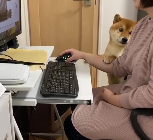 “你怎么可以看别的狗!”柴犬见主人在网上偷看别的狗,狂吃醋