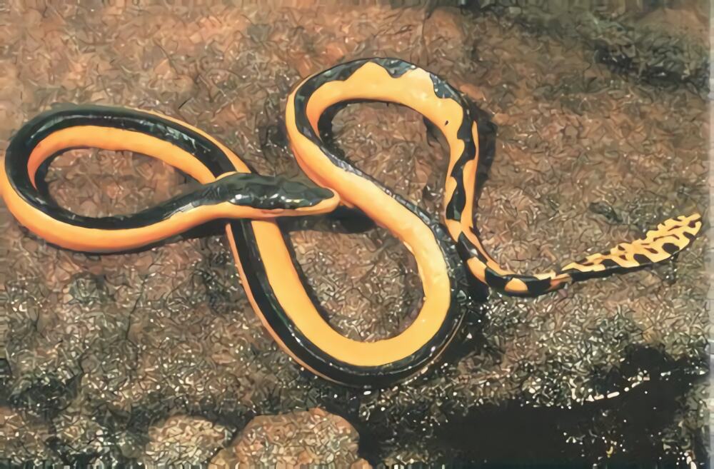 长吻海蛇身份信息