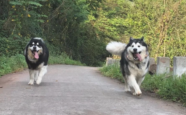 阿拉斯加犬进山玩儿,一天一夜没回家,主人家用三轮车将其拉回
