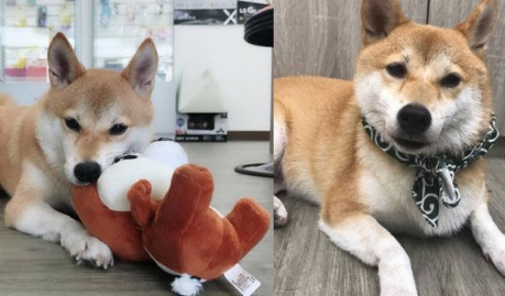 柴犬界的柯p 超可爱模样是店里的活招牌