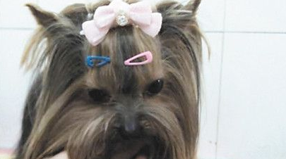 宠物店员工离开不到两分钟 珍贵名犬被盗