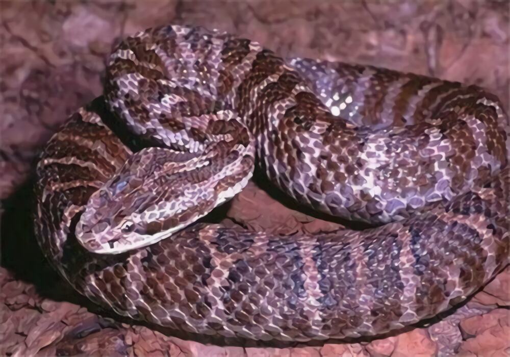 高原蝮身份信息