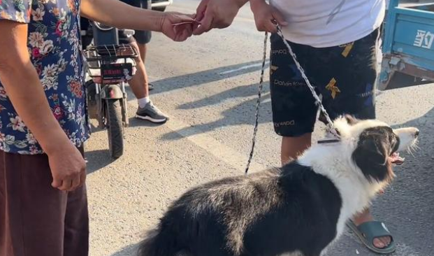 河南:700块狗贩迫不及待买边牧,大妈觉得亏,路人:你是中奖了