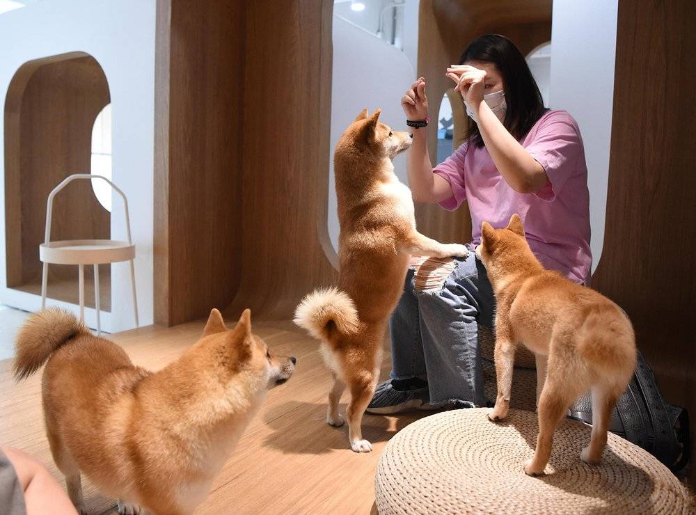 “520”猫狗热:比起爱情,更想给宠物花钱?