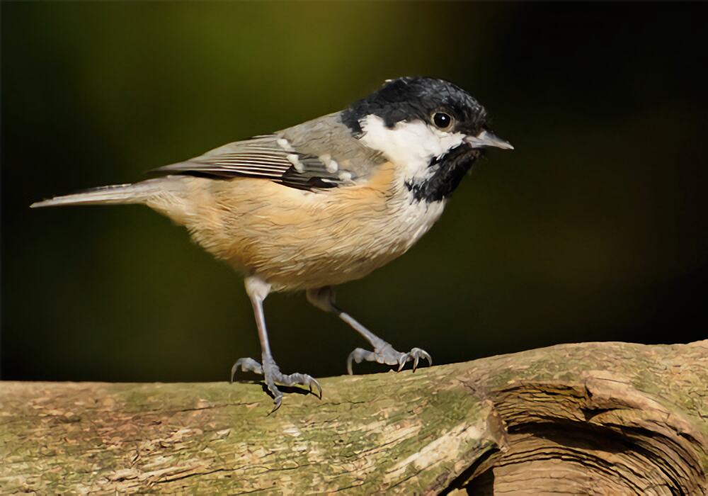 煤山雀身份信息