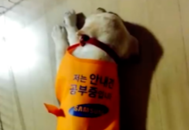 学渣导盲犬苦学一年被淘汰,知道它有这“毛病”后,网友:该!