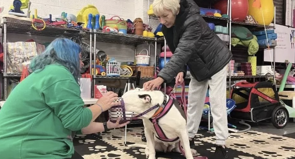英国巨型恶霸犬频繁伤人致死!政府欲颁禁令,反引抢购潮?
