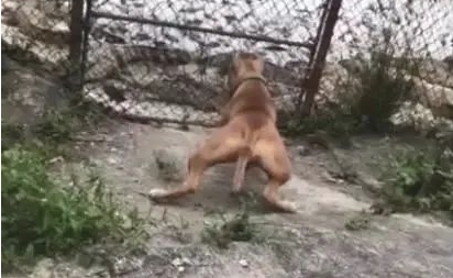 狗狗想进鳄鱼园进攻鳄鱼,主人应急拉住,太可怕了!