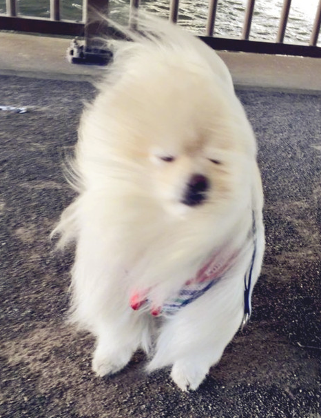 小博美在风里被吹进形变,却莫名其妙变成网络红人,网民:羡慕嫉妒狗子头发!