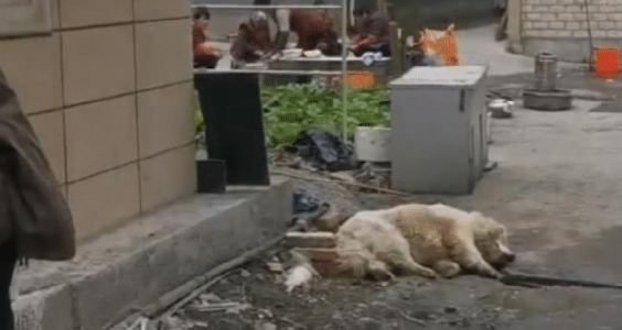 男子在路边屠狗，哀嚎声传遍小区，女子愤然制止，他的回答太嚣张