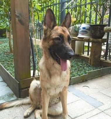 爱犬走丢 狗主人微信圈散步消息2天找回