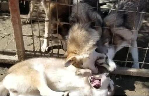 二哈碰到一群狼犬,给我哈哥一个面子
