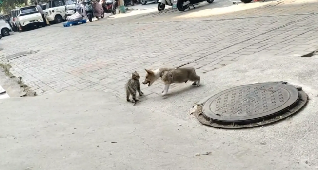 狗子拴在路边,猫咪站在狗子够不到的地方挑衅