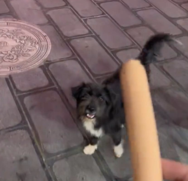 懂事的流浪狗不进入饭店里,只在门口等待投喂
