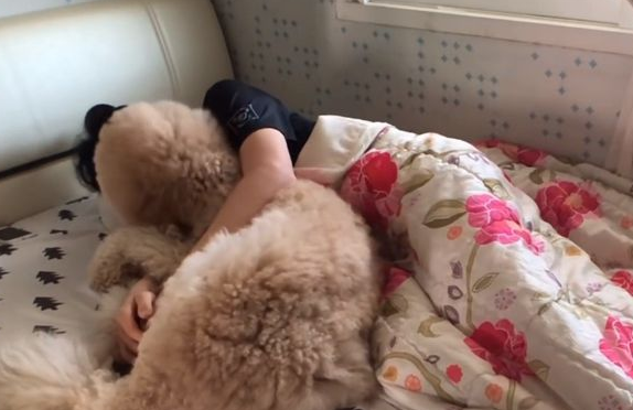 主人装病不想起床,狗狗的反应把人暖哭了,主人感动不已!