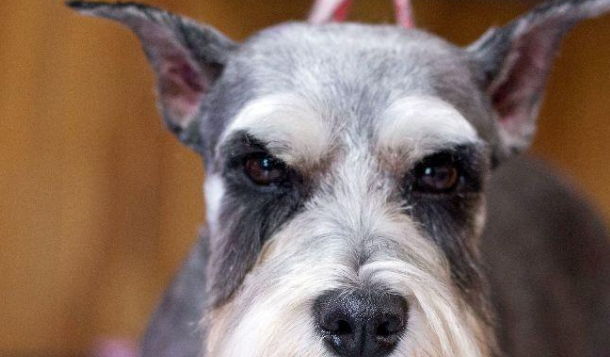 宠物美容师把狗狗变身成“圣诞怪杰”