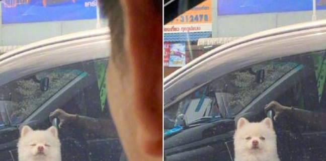 一大早狗狗被主人家带上工作,它睡眼朦胧的模样,仿佛每日出行的我