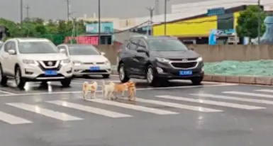几只流浪狗过马路,私家车和公交车主动停下来让行,为你们点赞!