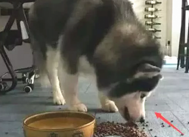 主人踢倒二哈的犬粮,狗狗龇牙大吼,下一秒的行为令人笑喷了