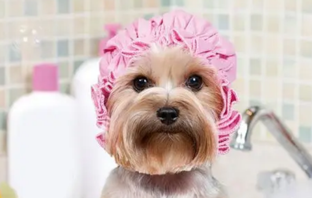 美容项目繁多,犬猫SPA最高逾千元,宠物美容贵在哪里?