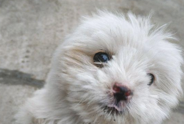 女生喂流浪犬点吃的食物后，她前脚刚进门处后脚小家伙就跟踪了家