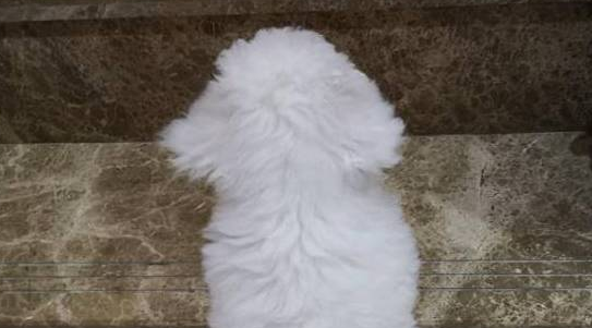不习惯新家的比熊犬,老在同一个地方跌倒