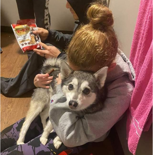 让哈士奇代替父亲参加婚礼,狗狗却半路走失!主人立刻暂停婚礼