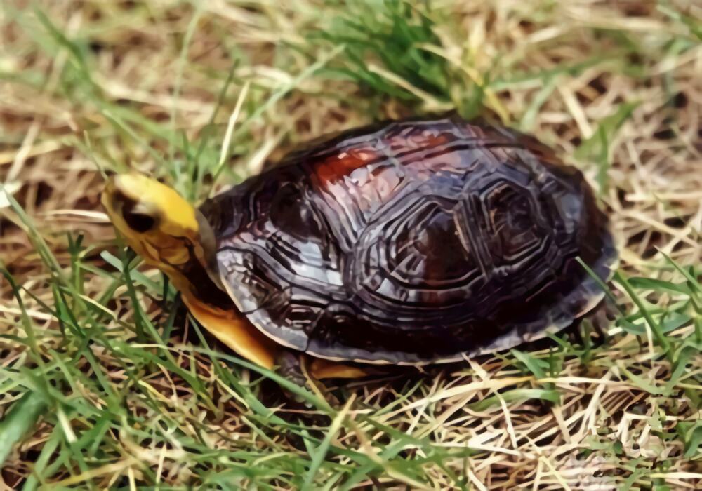 百色闭壳龟身份信息