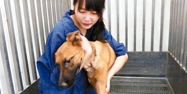 “美女兽医”简稚澄:给700只流浪狗安乐死后自杀