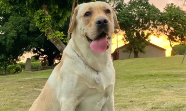 导盲犬拉布拉多犬到南京 保守估计一只费用20万