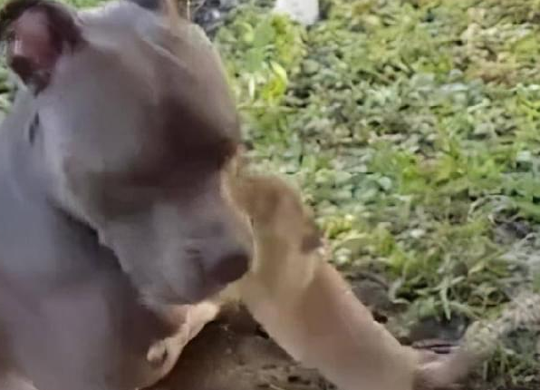 一只草原犬鼠只想尽快挖洞,却被斗牛犬戏耍