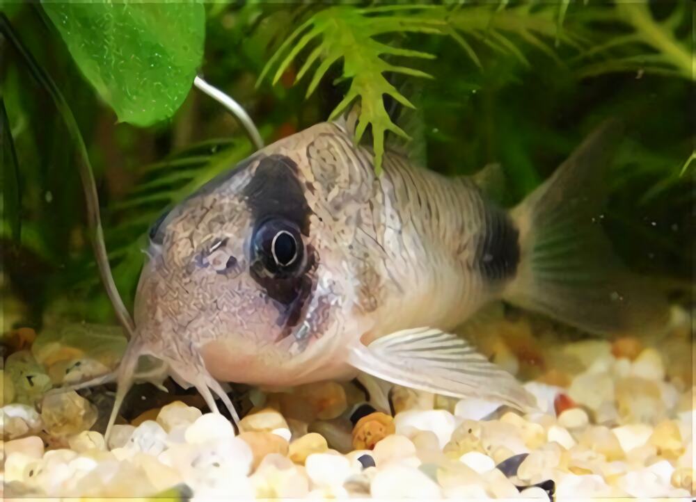 熊猫鼠身份信息