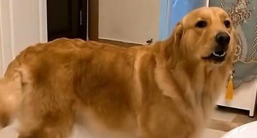 因为主人接金毛晚了点,回到家就开始大骂,这次可把狗狗气坏了!