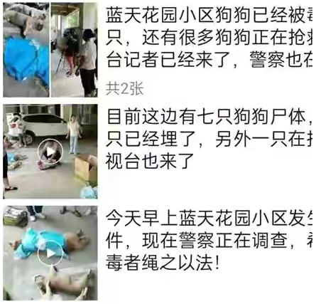 贵州一小区8条名贵宠物狗被毒死,狗主人抱着尸体崩溃痛哭