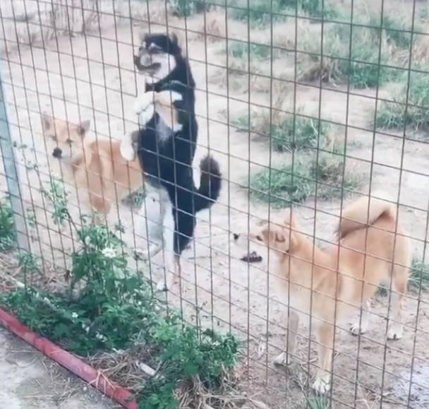 把围栏加到3米高,柴犬一绝技让主人懵圈,网友:30米高也白搭