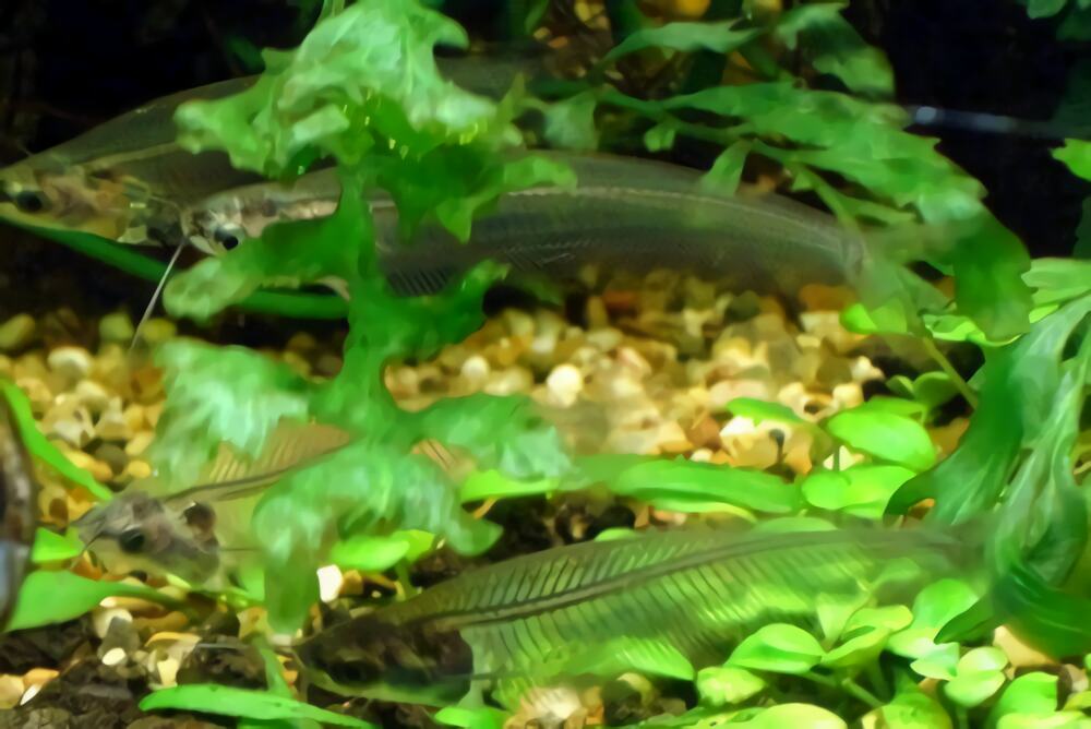 玻璃猫身份信息