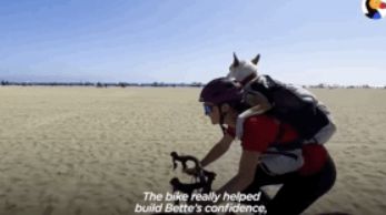 原来狗子也爱冒险，狗子刚到家时胆小如鼠，没多久就开始...