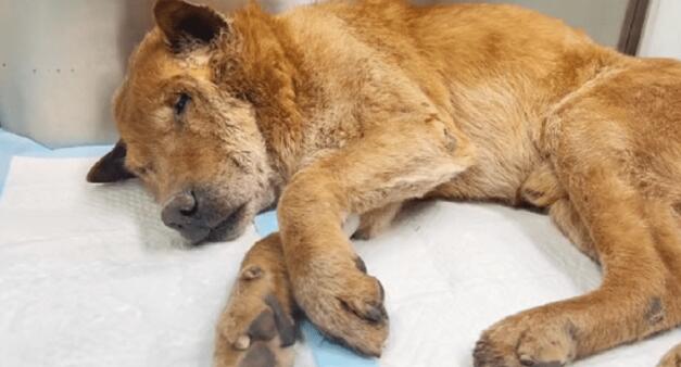 老人养的老狗出车祸,狗狗:为了你,我愿意坚持下去